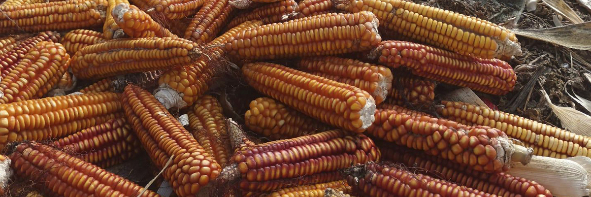Euskal misoa, bertako arto eta babarrunetik abiatuta sortutako produktu hartzitu berria